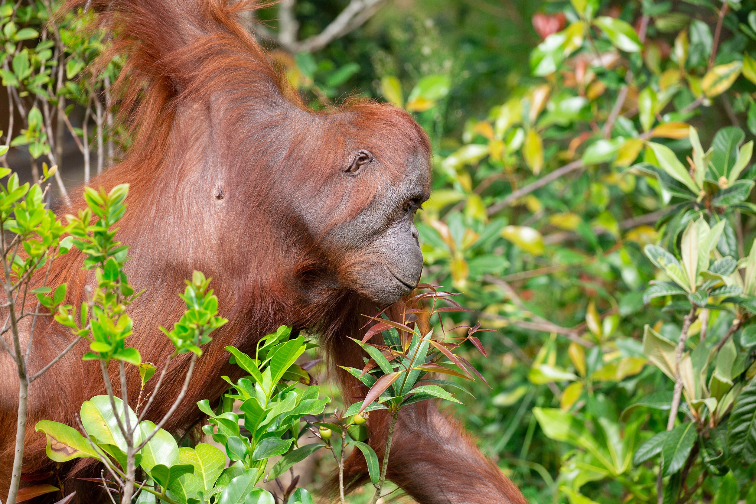 P.orangutan OC 子株付き　葉裏がオレンジになる株 P.orangutan OC 子株付き 葉裏がオレンジになる株